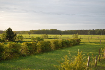 Ferienhaus in Born - Blick von der Terrasse